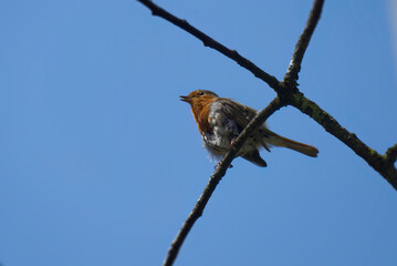 European robin (Erithacus rubecula) sitting on a tree branch in Zurich, Switzerland