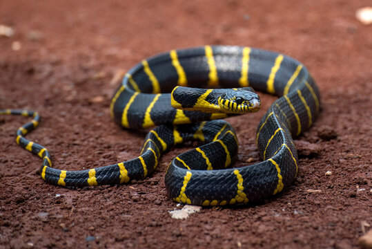 Cat snake on the ground ready to attack
