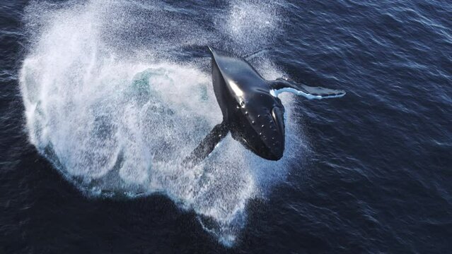 Humpback whale jumps out of the water, stop motion effect