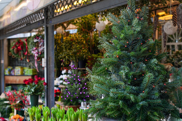 Fototapeta na wymiar Beautiful green Christmas tree in a flower shop, winter shop with plants and cute souvenirs