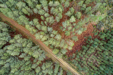 drone aerial view of a dirt track in a pine forest