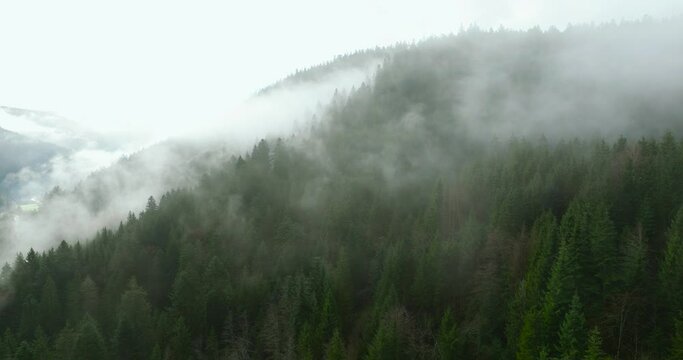 Lightly mystic forest