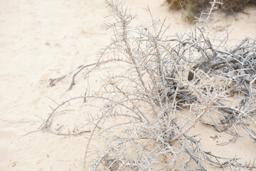 Beach dried plants light and airy background and texture in Fuerteventura Costa Calma sandy beach landscape