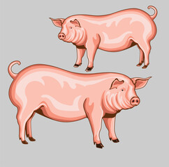 Pigs  illustration