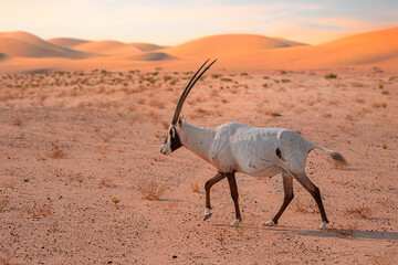 Arabian orix in the desert