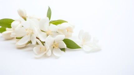 Fresh White Jasmine Flowers with Green Leaves on Bright Isolated Background Floral Natural Beauty