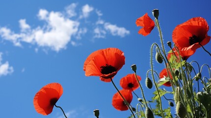 Vibrant Red Poppies Against Blue Sky with Fluffy Clouds Nature Background