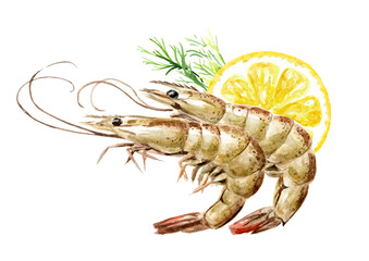 Fresh shrimps served with lemon and dill, seafood. Hand drawn watercolor illustration, isolated on white background