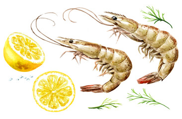 Fresh shrimps with lemon and dill set, seafood. Hand drawn watercolor illustration, isolated on white background - obrazy, fototapety, plakaty
