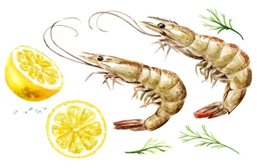 Poster Fresh shrimps with lemon and dill set, seafood. Hand drawn watercolor illustration, isolated on white background © dariaustiugova