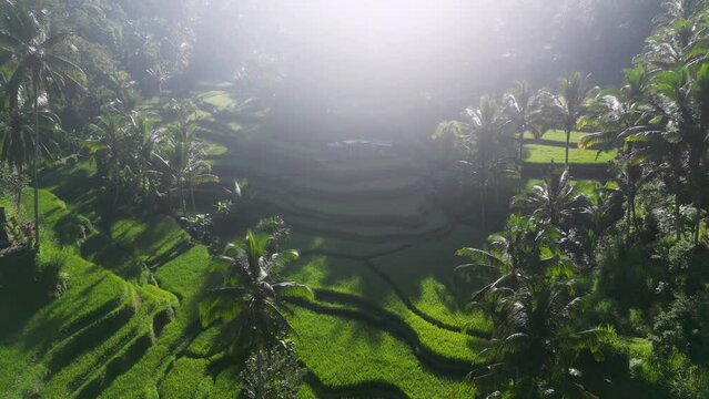Ceking Rice Terrace Drone Footage during sunrise