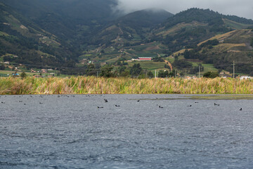 Patos nadando en el Lago de Tota en Boyacá Colombia