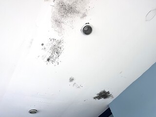 Black mold on the ceiling from poor roof installation or improper roof slope. Water flows under roof causing black mold.