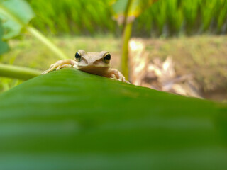 frog in the grass