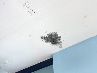 Black mold on the ceiling from poor roof installation or improper roof slope. Water flows under roof causing black mold.
