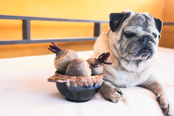 Healthy food and diet for dogs. Dogs and beets. Dogs and vegetables