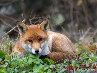 A Red Fox Laying Down