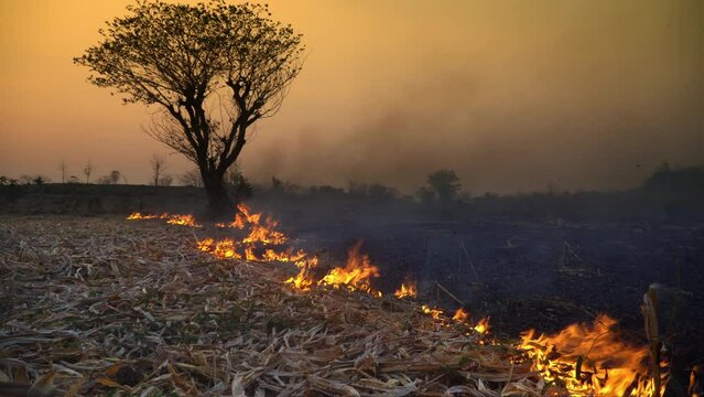 Climate change, Agriculture burning release carbon dioxide (CO2) emissions and other greenhouse gases (GHG) that contribute to climate change.