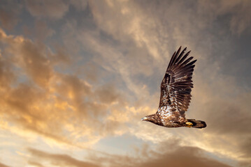Golden Eagle soars in the morning sky