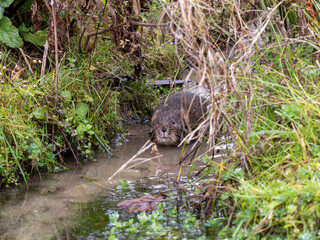 Water Vole on a Frozen Pond