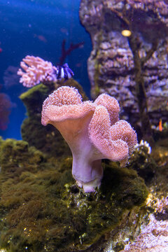 Sea reef - purple giant carpet sea anemone Stichodactyla gigantea