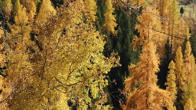 Autumn panorama of a forest of trees with yellow leaves and pines blowing in the wind arranged along a hill.
