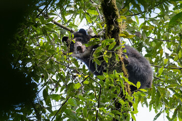 Andean bear or also called spectacled bear