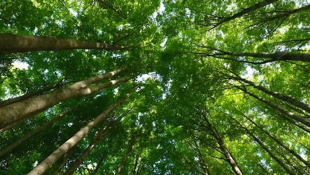 Trees seen from below moved by the wind. Forest with branches and leaves stirred by the wind.
