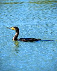 Cormorant duck in the lake 