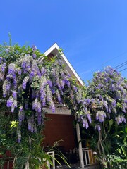 Blue sky and beautiful purple indigo flowers, ivy planted in front of the house.