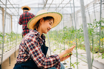 Woman in the greenhouse an entrepreneur and owner checks tomato plants for quality using modern...