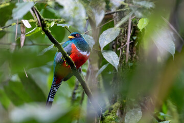 Tropical rainforest bird called Coa or Trogon
