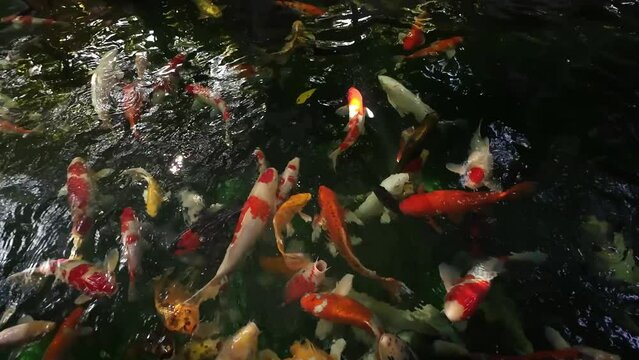 Graceful koi fish glide through the tranquil pond, their vibrant colors dancing beneath the glistening water surface,creating a messmerizing and aquatic ballet.