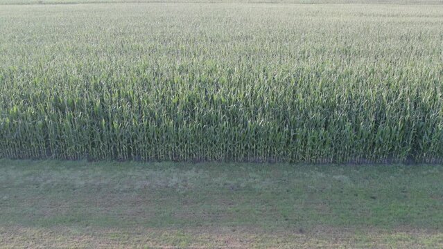 The drone footage showcases an expansive green crop field, with the textures of the crops creating a beautiful, natural tapestry. The subtle differences in the shades of green and the height of the