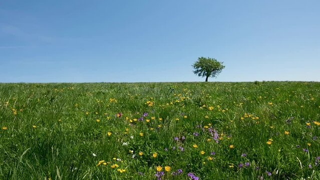 Tree in a field of flowers blowing in the wind on a hill of the Parco dei Mille Laghi located in the Italian region of Emilia Romagna.
