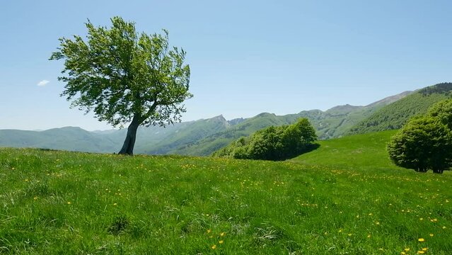 Tree in a field of flowers blowing in the wind on a hill of the Parco dei Mille Laghi located in the Italian region of Emilia Romagna.
