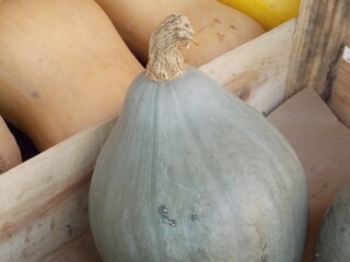 courge - 694934448