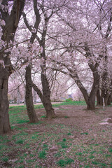 Naklejka premium ソメイヨシノ