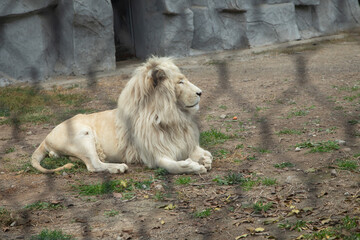 Obraz premium Beautiful Lion sitting in a zoo. Animal