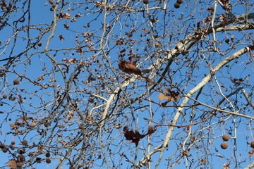 Platanus orientalis, albero in autunno con foglie e frutti. In primo piano.
