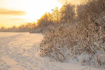 Dry yellow reeds on the shore of a pond in winter. Winter, heavy sky over the lake.winter landscape with lake full of reed covered with hoar frost and snowy forest on the edge