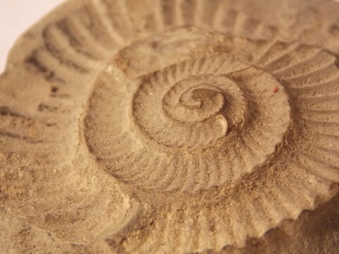 fossile