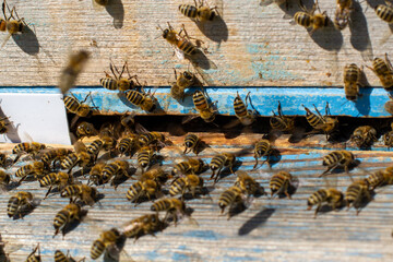 Many bees climb inside a hive in an apiary