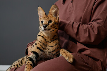 Portrait of graceful serval cat sitting in lap of young woman indoors, copy space