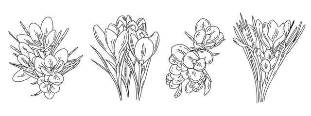 Delicate isolated flowers on a white background. Set of four botanical design elements. Vector floral designs. Primary flowers. Set for coloring. 