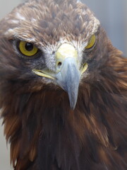 close up of a eagle