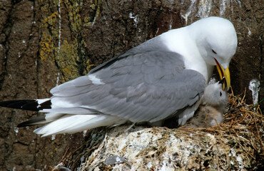 Mouette tridactyle,.Rissa tridactyla, Black legged Kittiwake, nid