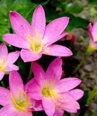 Fototapeta premium pink lotus flower