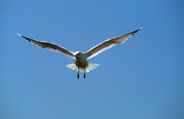 Obraz premium Mouette tridactyle,.Rissa tridactyla, Black legged Kittiwake