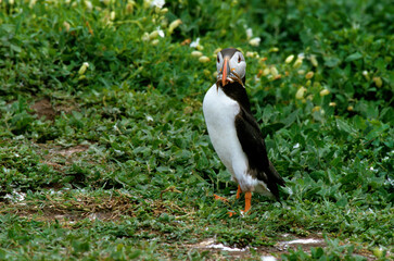 Macareux moine, poissons,.Fratercula arctica, Atlantic Puffin, Lançon, Hyperoplus lanceolatus